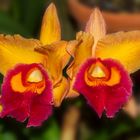 Orchidee 50