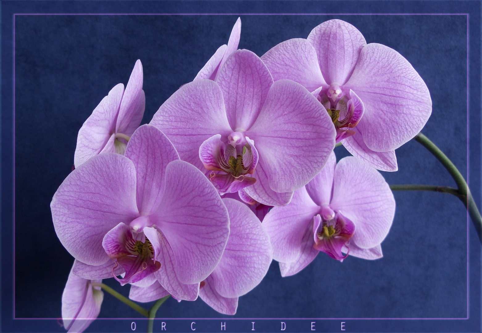 Orchidee