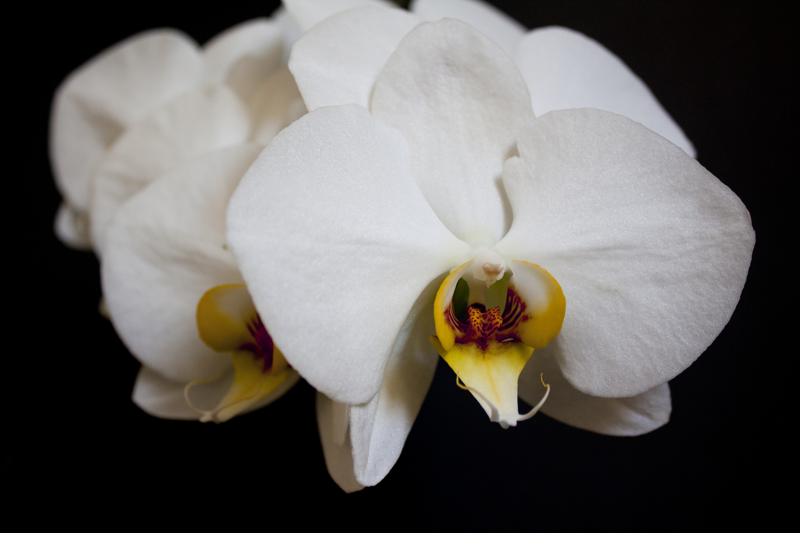 Orchidee