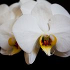 Orchidee