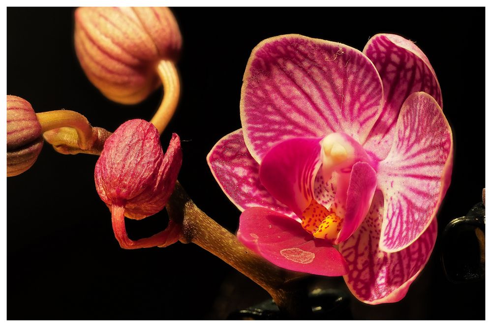 Orchidee