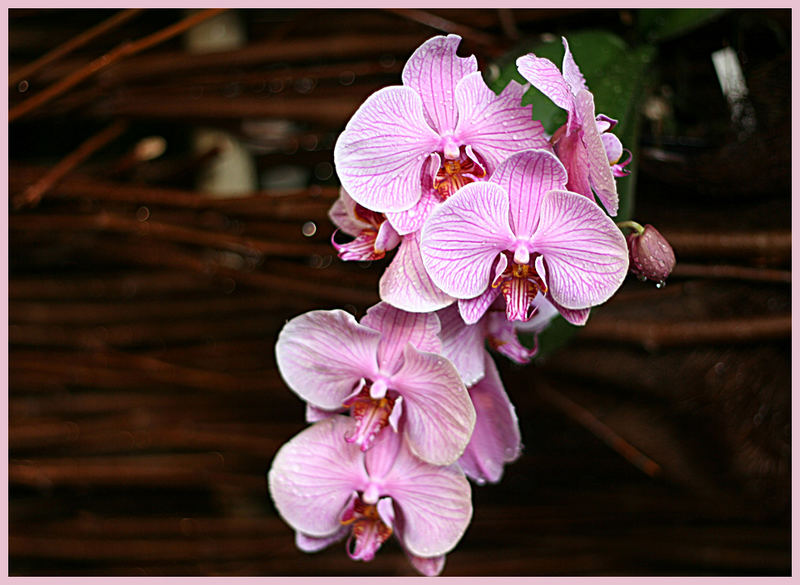 Orchidee