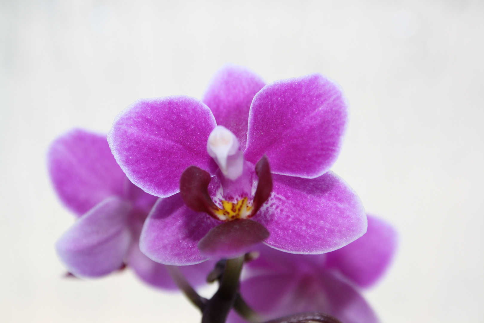 Orchidee