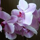 Orchidee