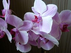 Orchidee