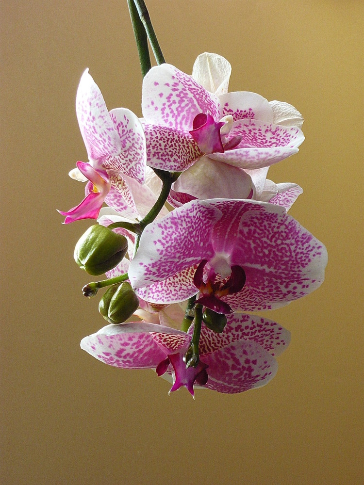 Orchidee