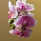 Orchidee