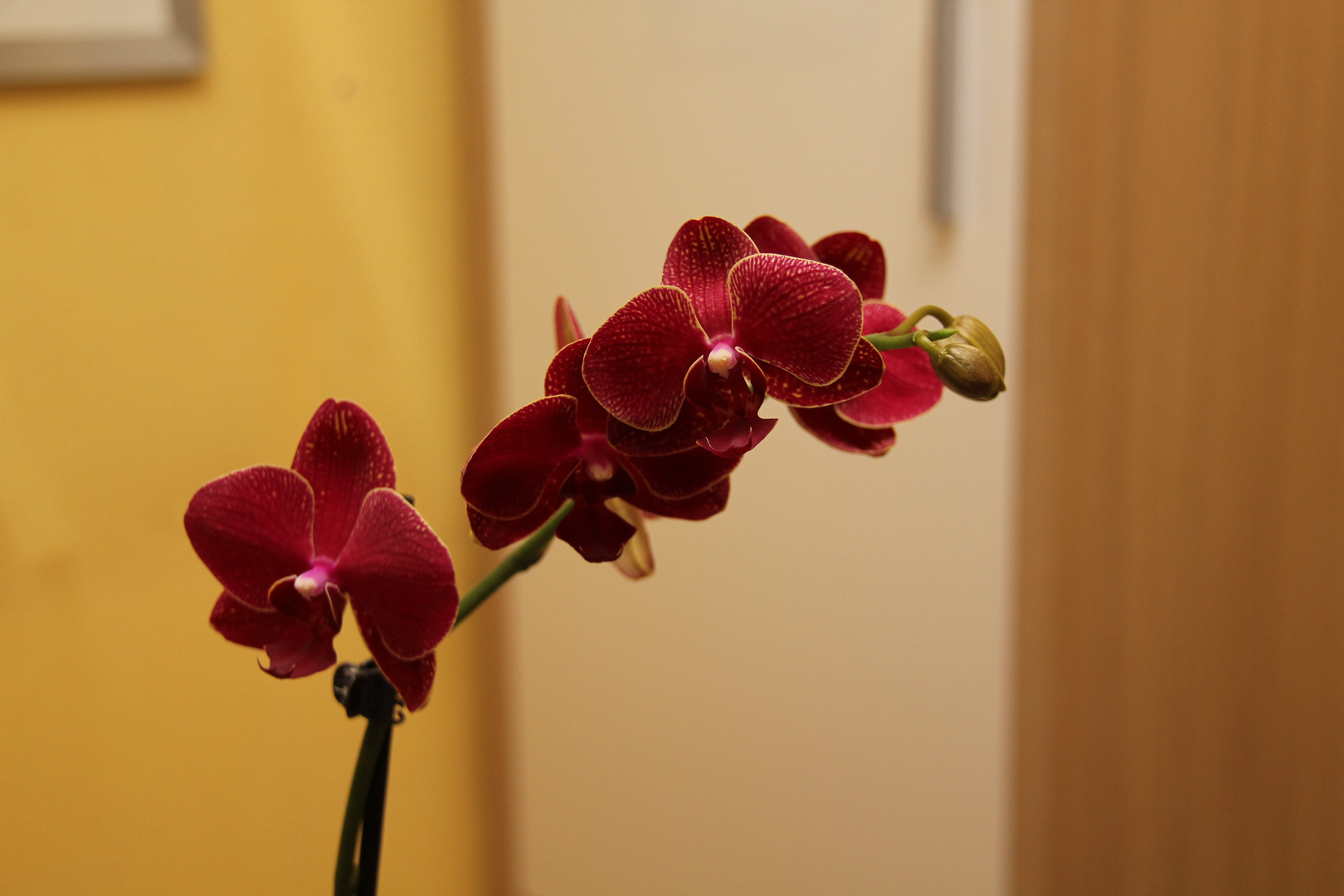 Orchidee