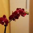 Orchidee