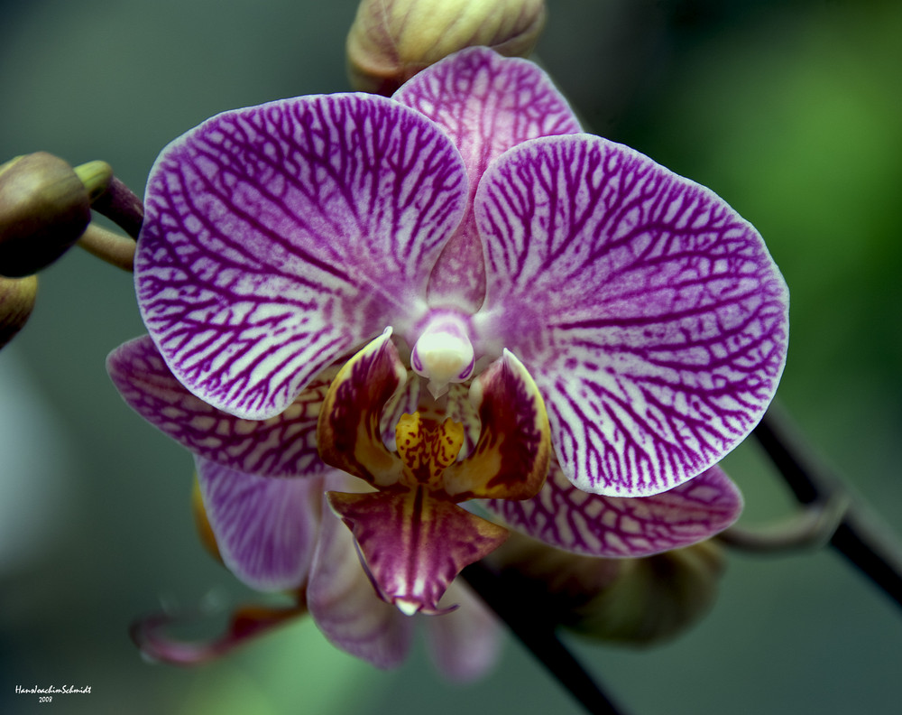 Orchidee