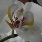 Orchidee