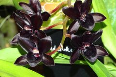 Orchidee-52