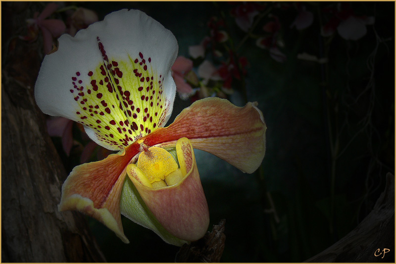 Orchidee ...