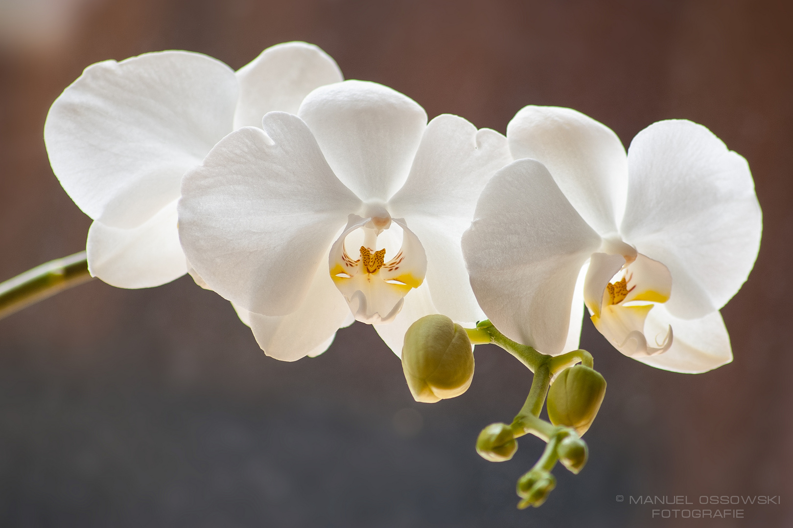 Orchidee