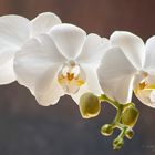 Orchidee