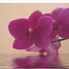 Orchidee