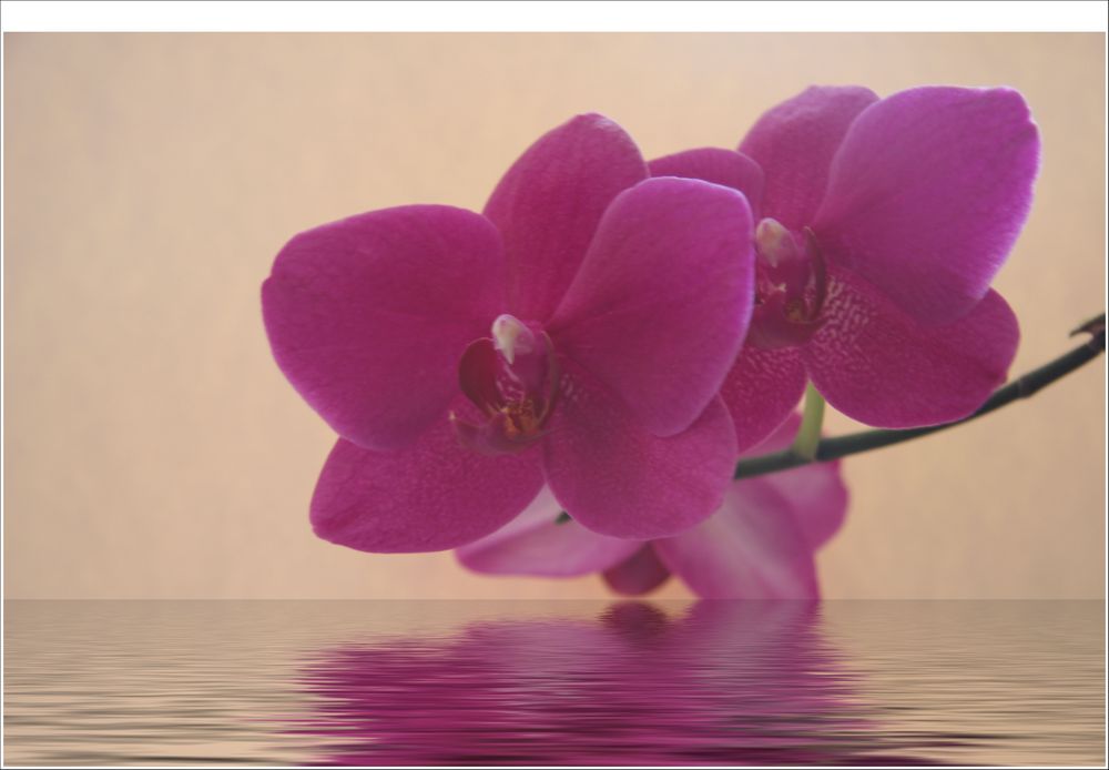 Orchidee