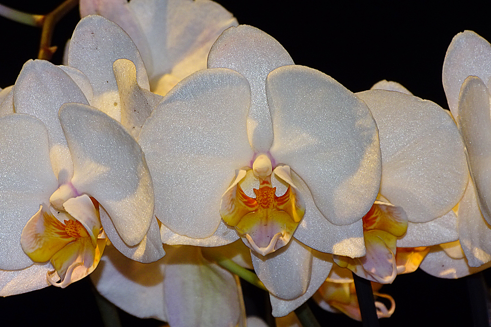 Orchidee-53