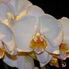 Orchidee-53