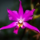 Orchidee 53