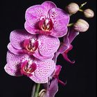 Orchidee