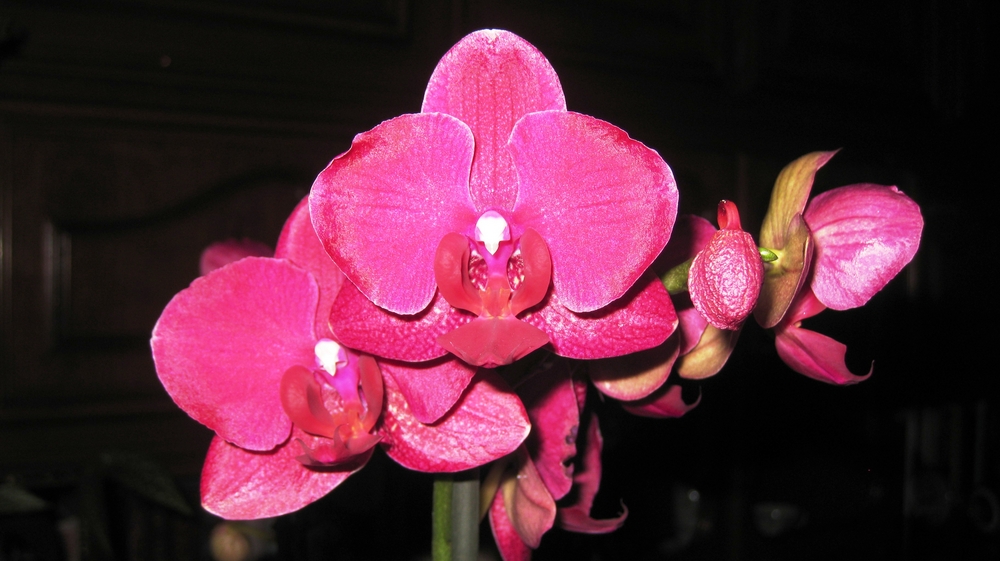 Orchidée