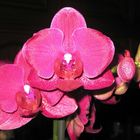 Orchidée