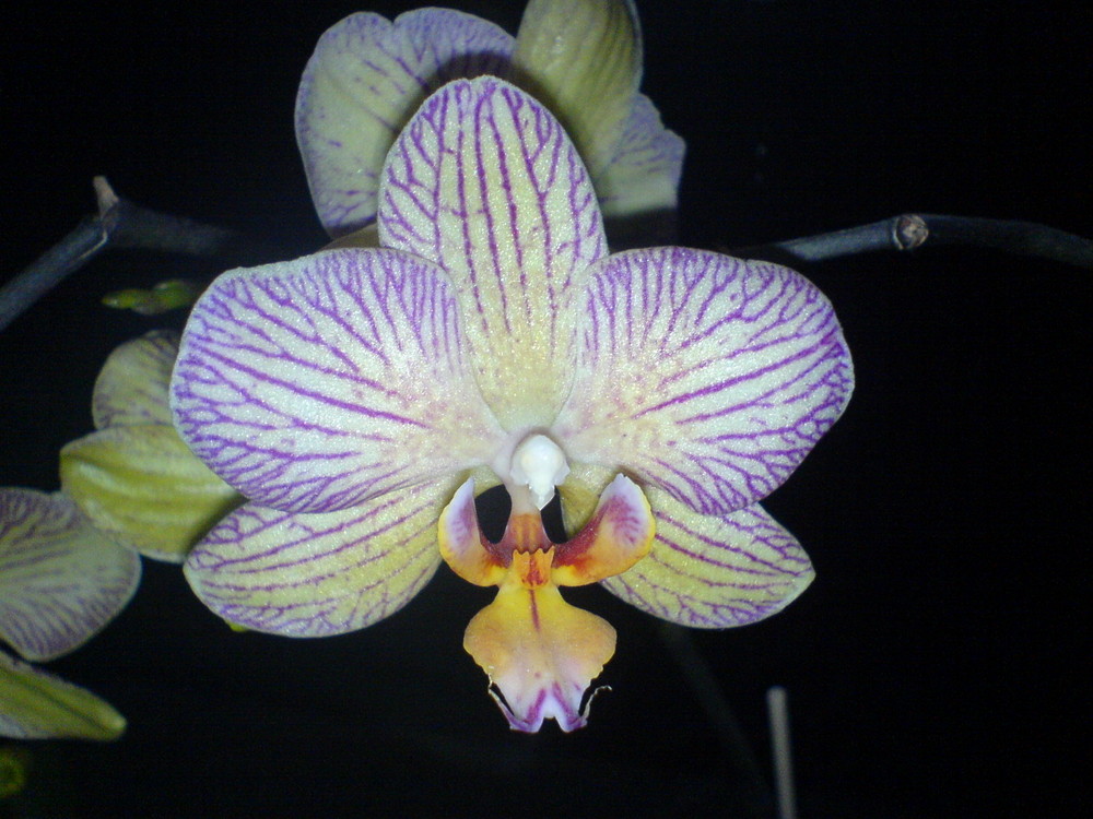 Orchidee