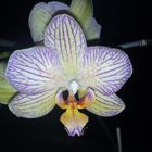 Orchidee