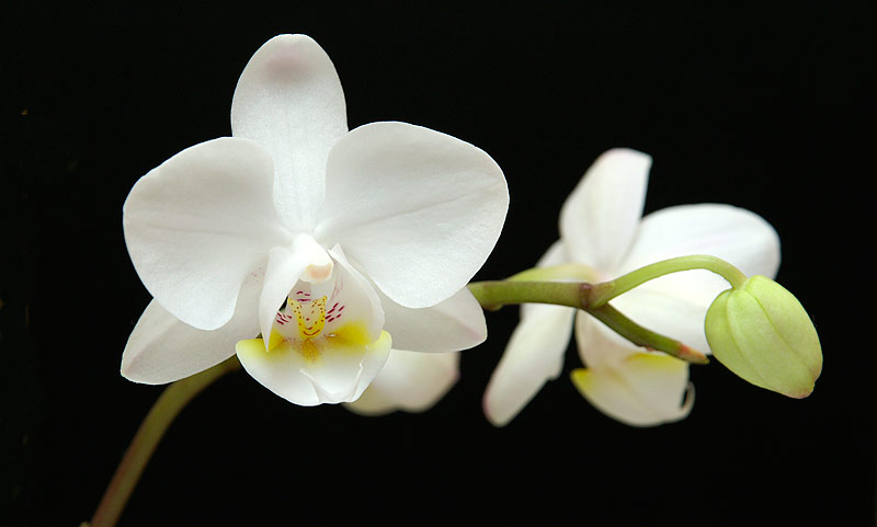 Orchidee