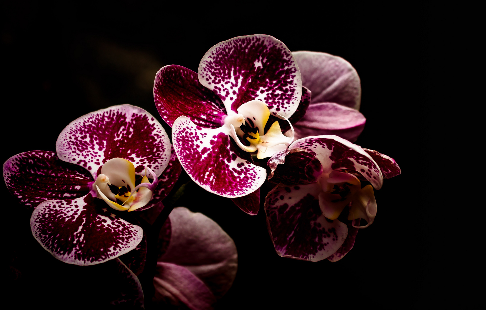 Orchidee