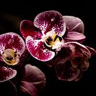 Orchidee