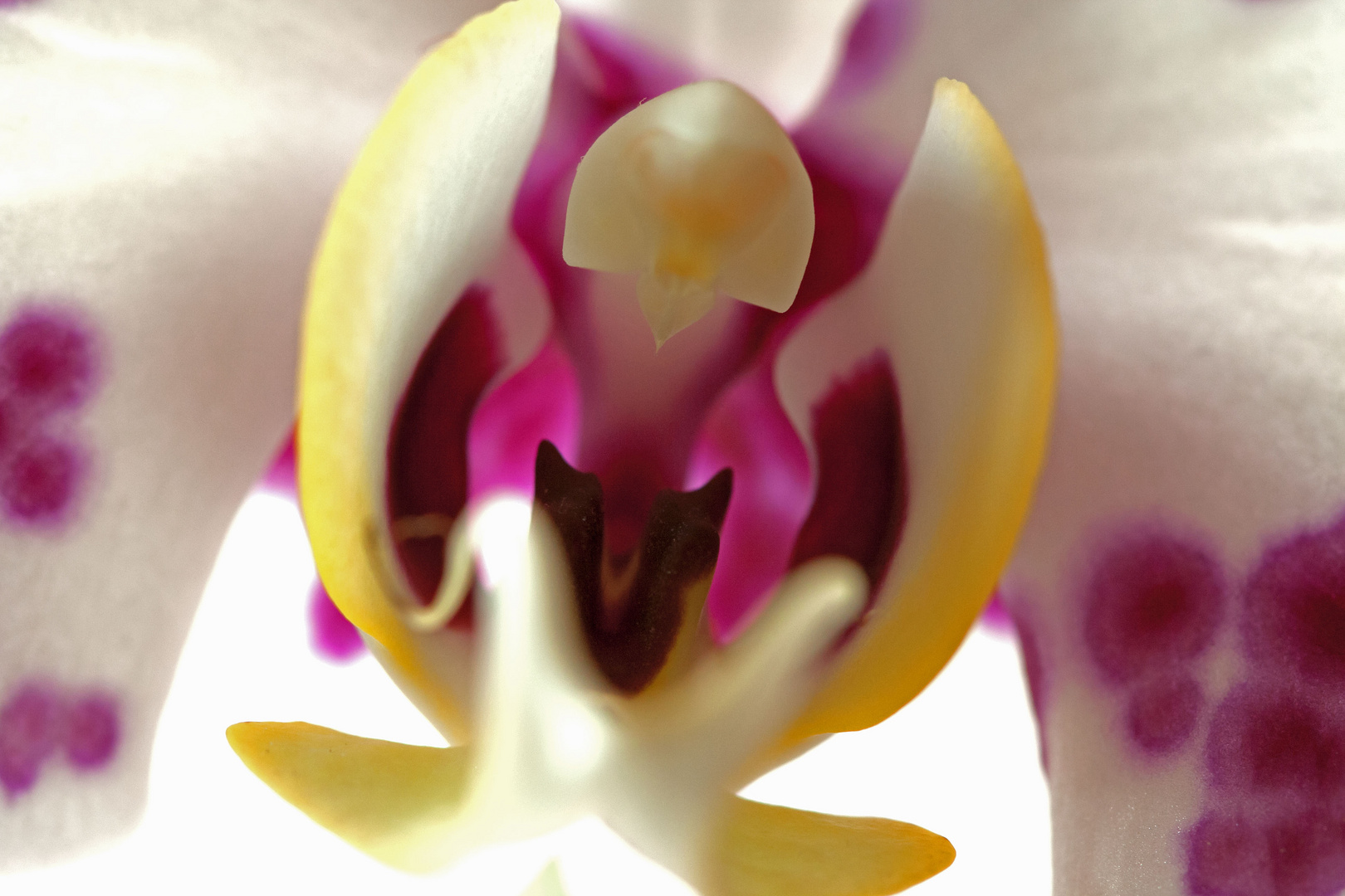 Orchidee