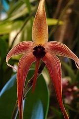 Orchidee-54