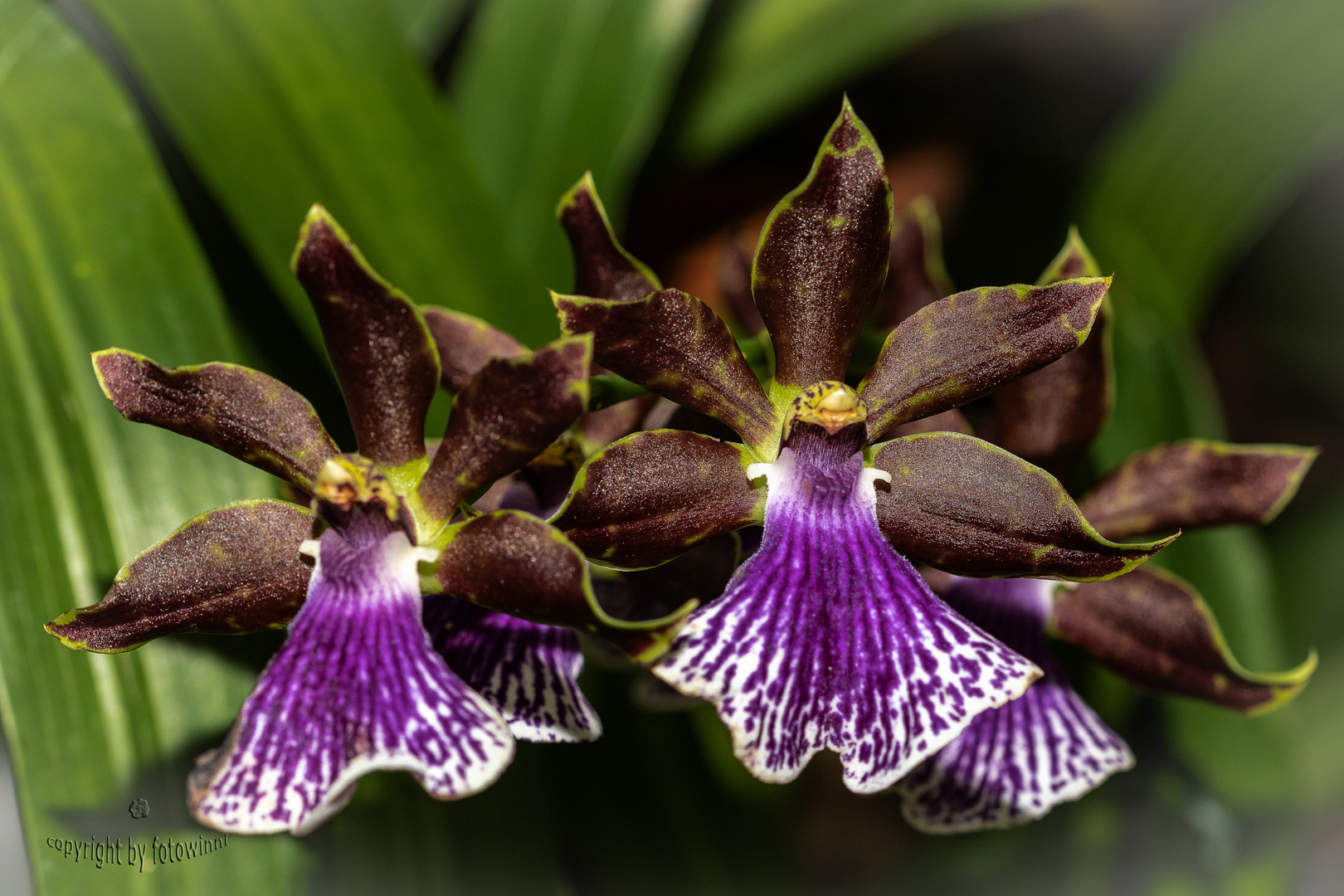 Orchidee 54