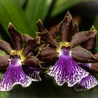 Orchidee 54