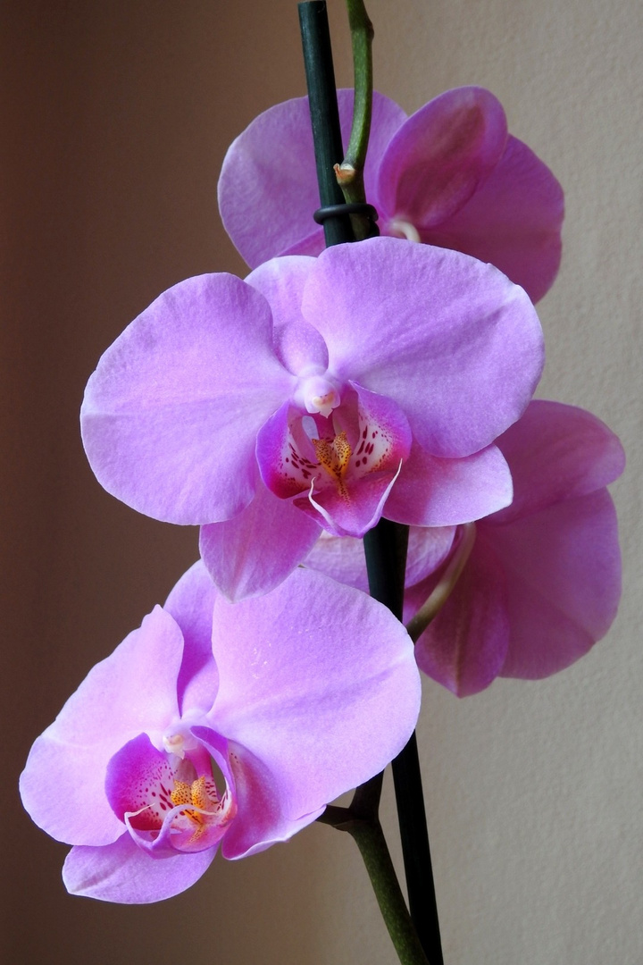 Orchidee