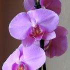 Orchidee