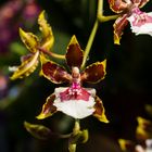 Orchidee