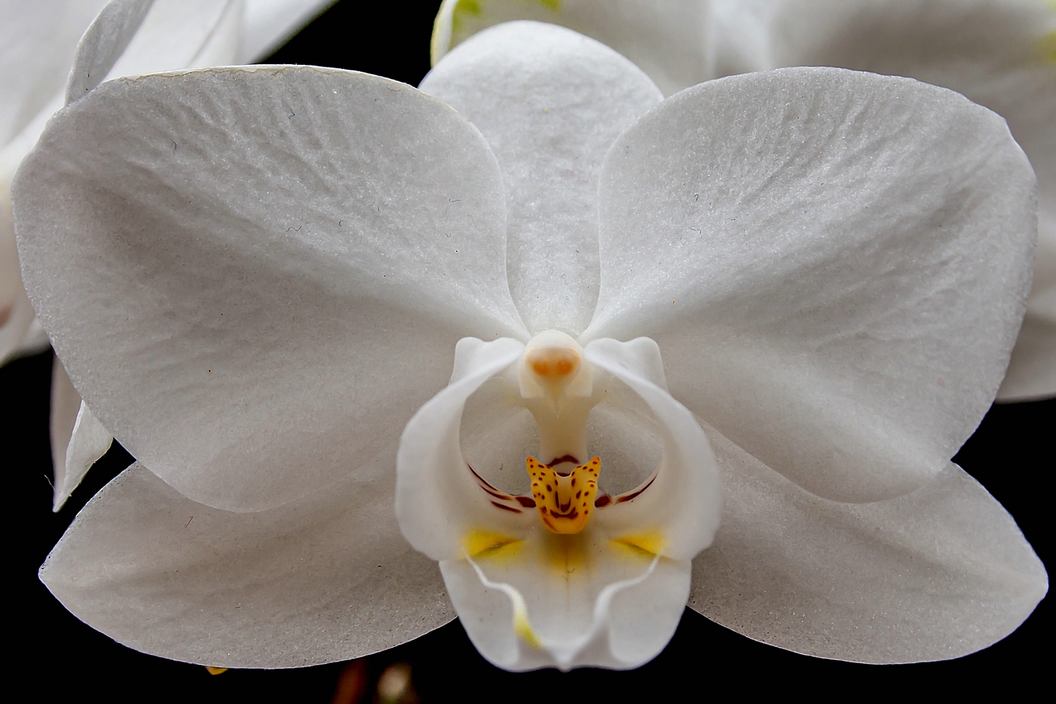 Orchidee