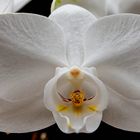 Orchidee