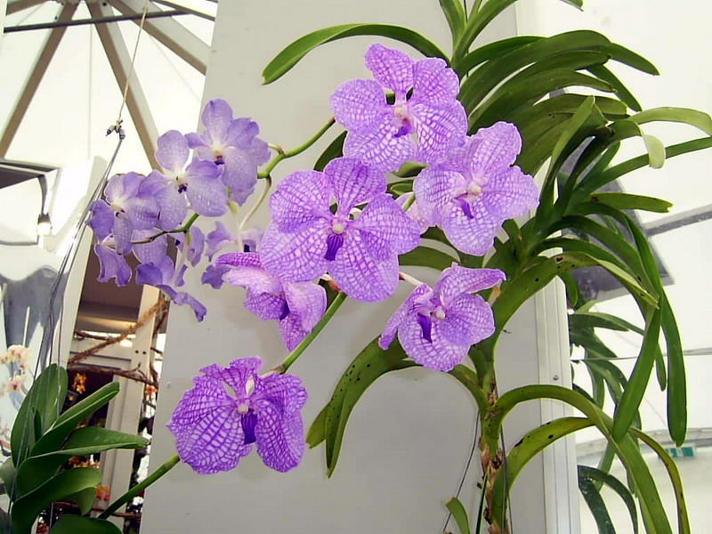 Orchidee