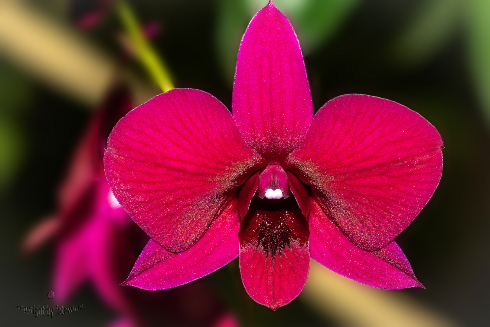 Orchidee 55