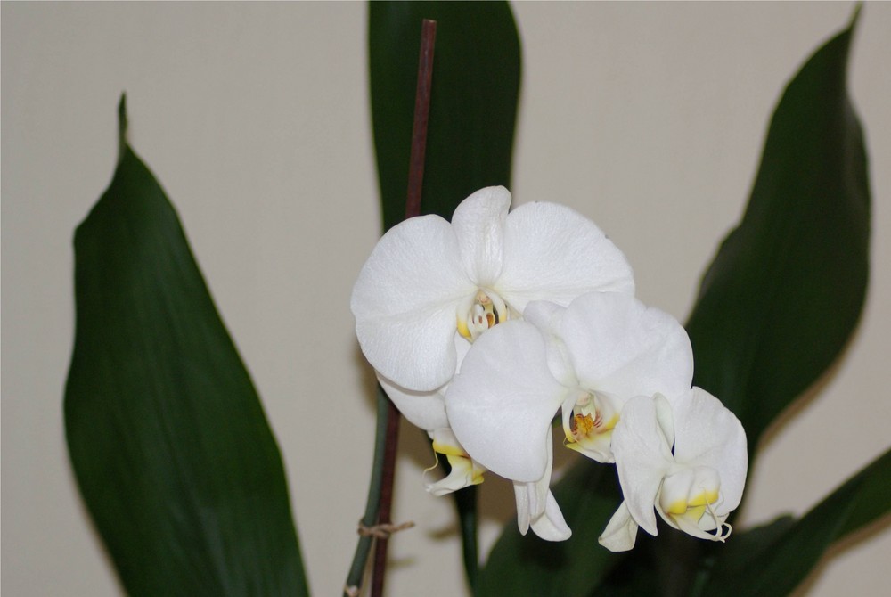 orchidee