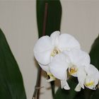 orchidee