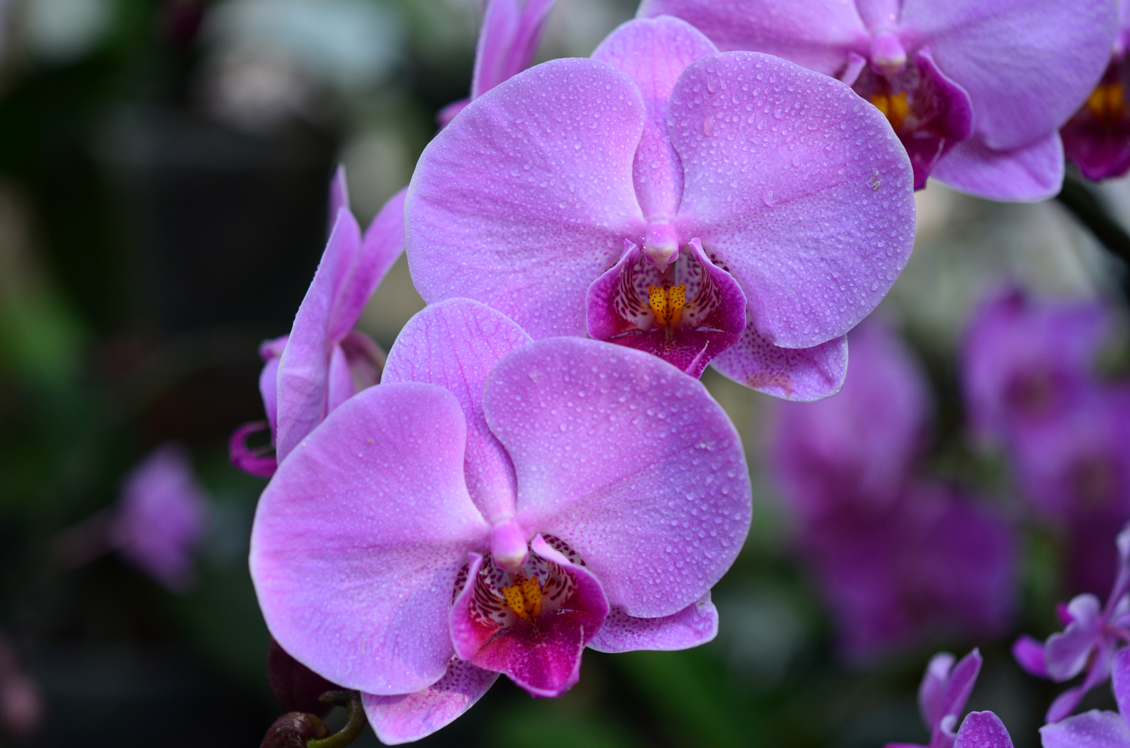 Orchidee