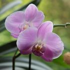 Orchidee