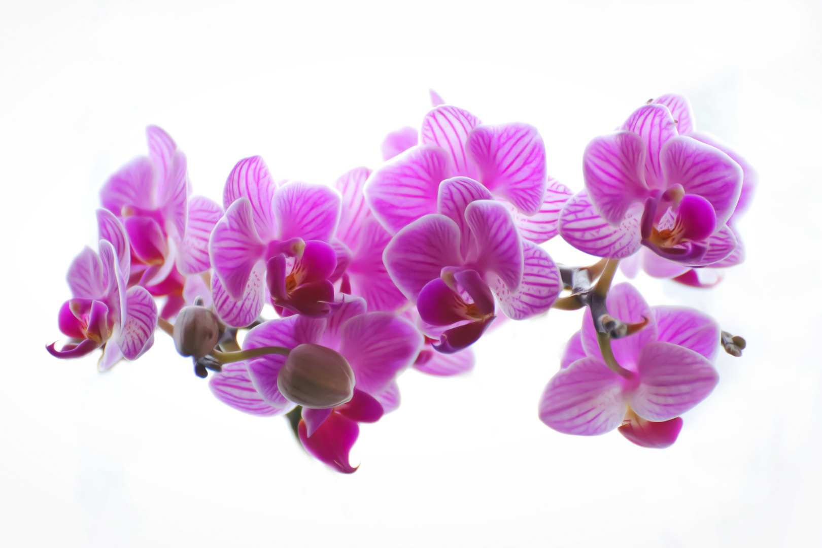 Orchidee