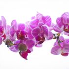 Orchidee