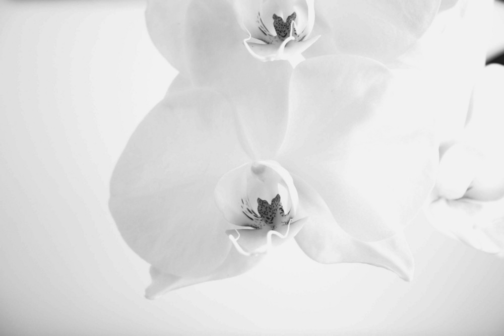 Orchidee